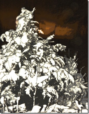 Tree art??